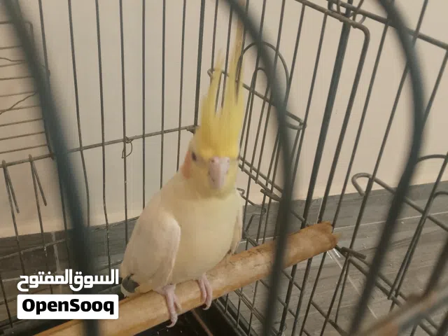 كوكتيل لاتينو للبيع 20