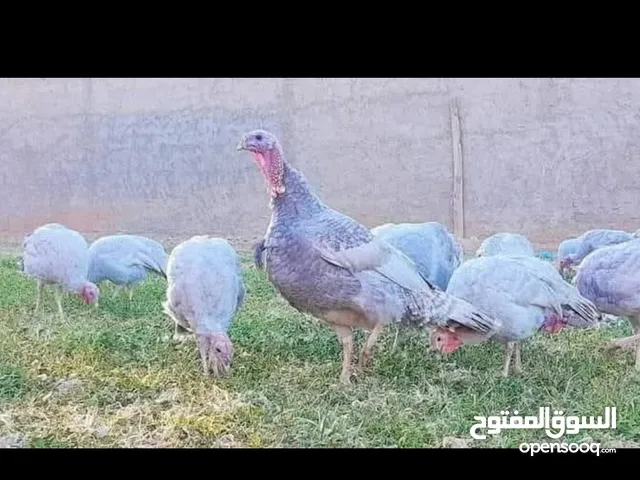 فسيفس كارك للبيع مع افراخ