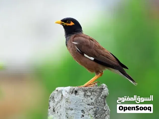 طيور  مينا