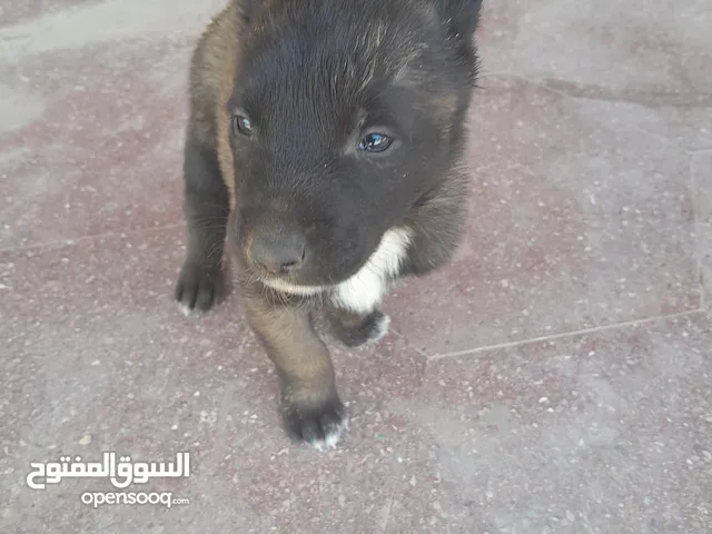 كلاب بلجم مالينوا