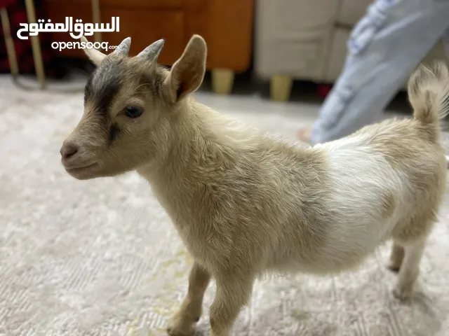 تيس تشيكي القزم