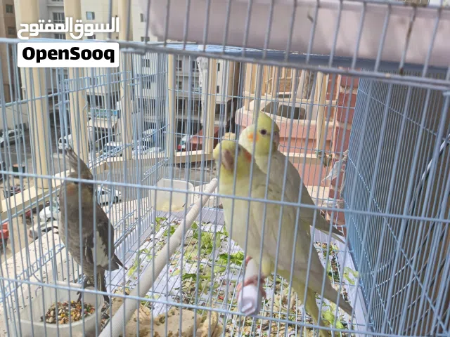 زوج كوكتيل شغال وجاهز للانتاج