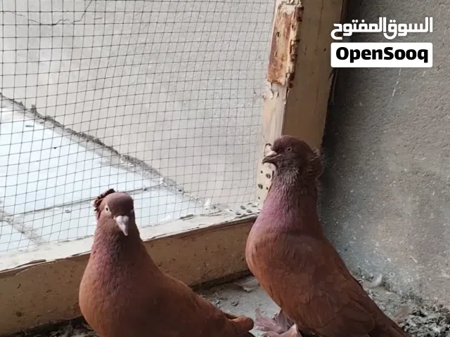 بيع حمام راعبي امايات نثية وفحل وياهن ابنهن وقريب يبيضن شرط الصحة والنظافة