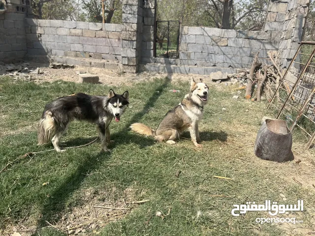 زوج هاسكي للبيع
