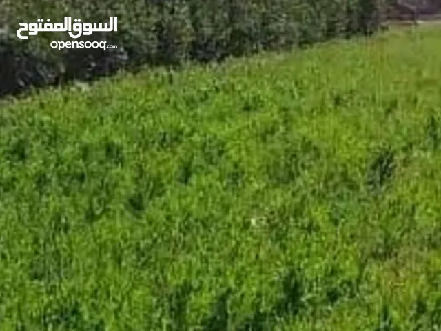 Farm Land for Sale in Giza Bashtil