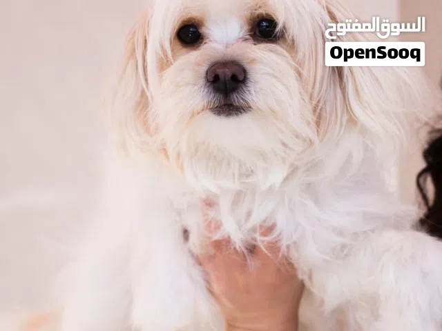 بسعر مغرررري كلب منزلي مميز تربيه داخل الشقق