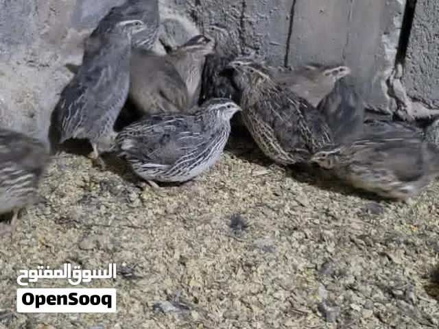 دجاج سمان للبيض والذبح طازج واحجام كبار