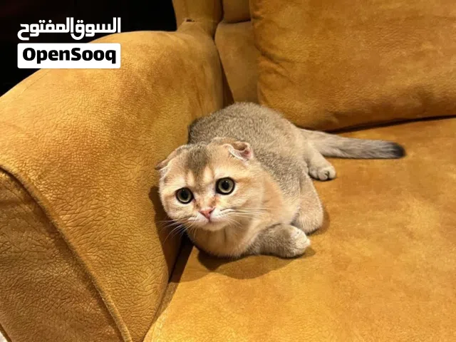 سكوتش فولد لون ny11
