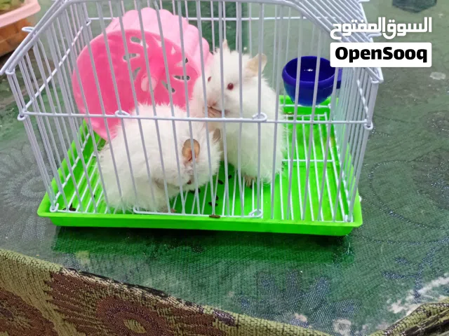 هامستر قابل للتفاوض