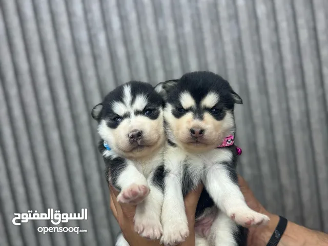 Husky Malamute 50 day old هاسكي مالموت اعلى صنف.