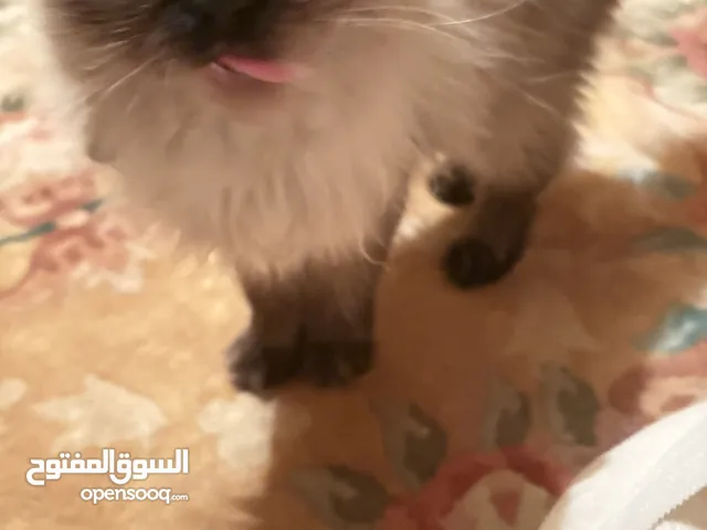بسه هملايا للبيع