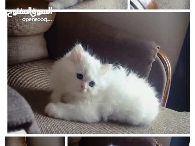 Persian kitten 