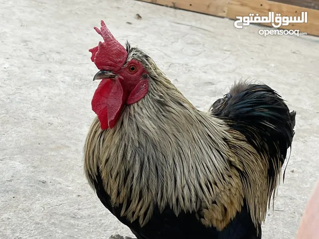 دجاج كوتشينة