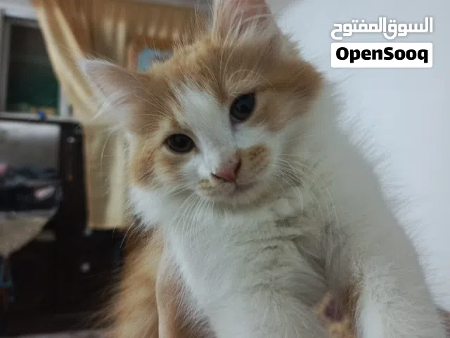 بسس شيرازي
