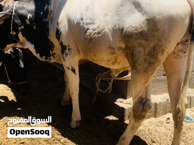 عجل سمين وحلو معلوف براسه سعره 2,500 مكاني بصره شط ألعرب الكباسي