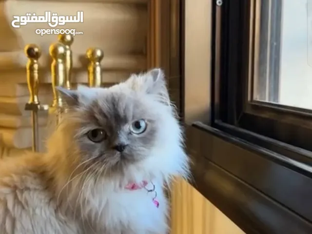 قطط لاتبني