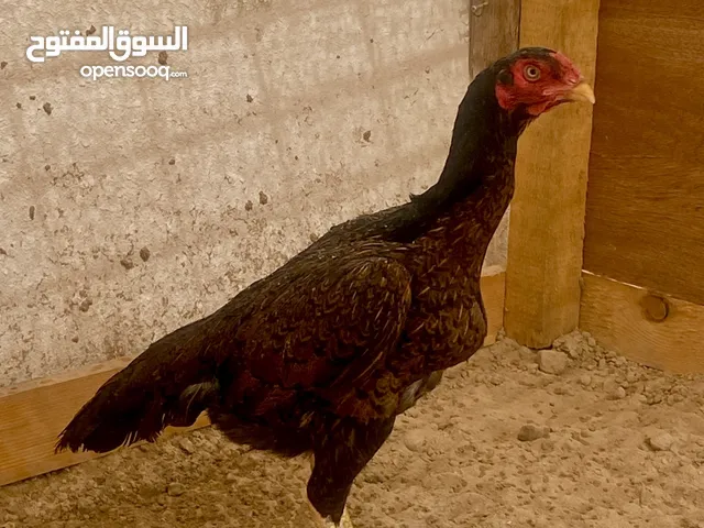 ديايه شيجرا ميوالي ساس مستورد منتجه