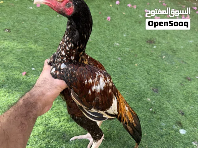 بتشو بنجابي نسل عالمي