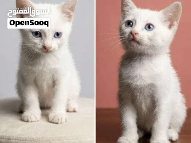 قطط 2 للتبني لعبوات جدا ومتعلمات على لتر بوكس