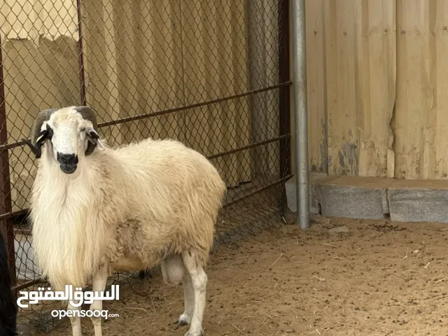 قبرصي فحل للبيع