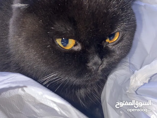 مطلوب ذكر سكوتش فولد للتزاوج برتقالي الون