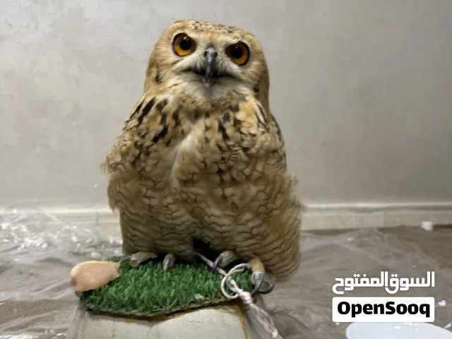 بومة ، النوع: بومة نسرية العمر سنة و نص الحالة ممتازة و تاكل بشكل طبيعي (توصيل مجاناً)