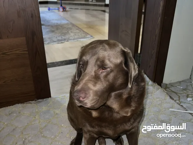 Chocolate Labrador for adoption for FREE