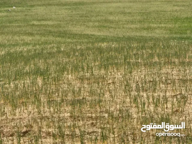ارض زراعية للبيع