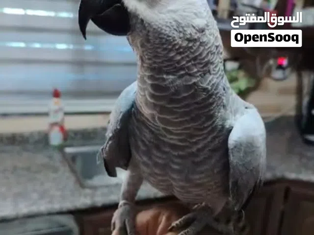 كاسكو مميز