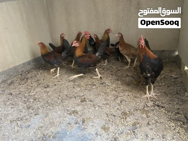 ديوجة كويتية للبيع
