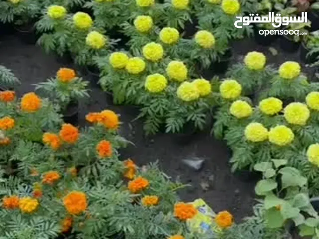 تنسيق الحدائق