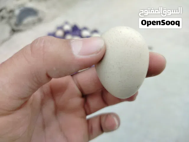 بيض الحجل او الشنار للبيع بيض مخصب 100/100 شغل فقاسات