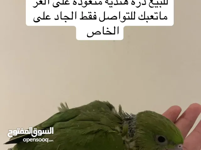 للبيع متوه غر