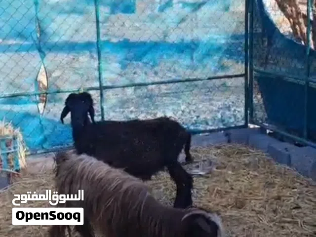 جعده وشاه محليات اقرا الاستماره تحت