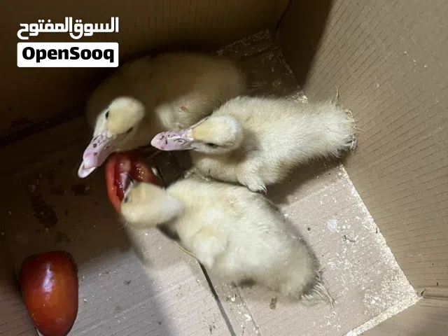 متوفر بط اصفر ( نظافة وصحة مضمونة ) جمال وعمر حلو للتربية — متوفرة في متجر ابو هاشم للطيور