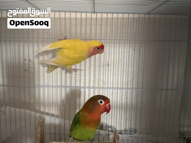 عصفورين روز و فيشر زوج