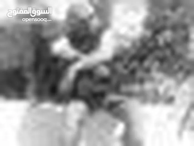 تيمو