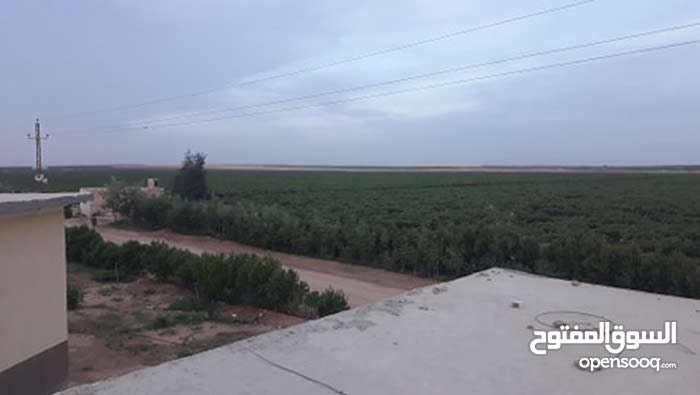 South America Pharynx Autobiography ارض استصلاح المنيا Devogamingchair Net