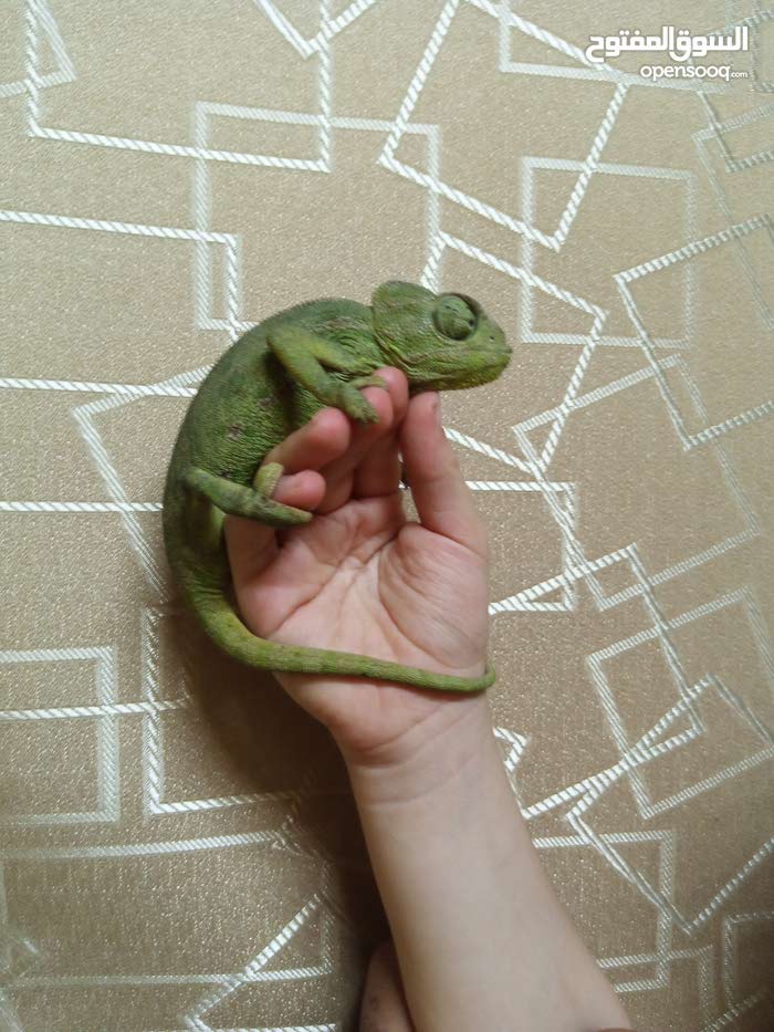 Ø­Ø±Ø¨Ø§ÙŠÙ‡ Animals Amman Jabal Al Jofah 152048519 Opensooq