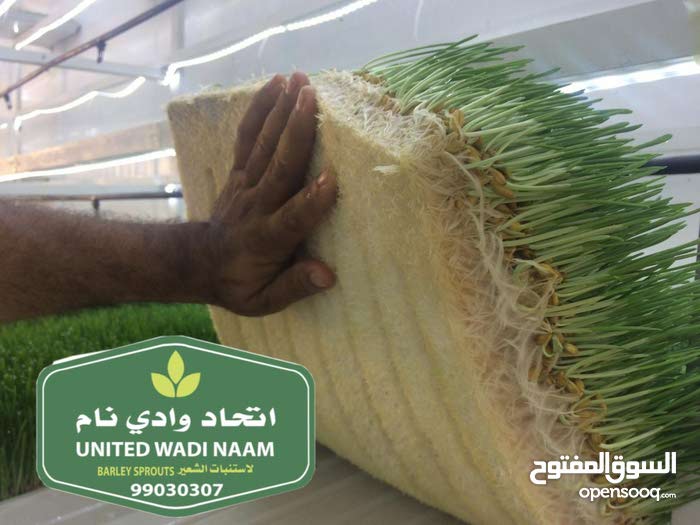 غرف استنبات الشعير (116481792) السوق المفتوح غرف استنبات الشعير (116481792) السوق المفتوح