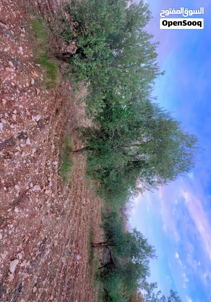 Ajloun ‏Downtown
