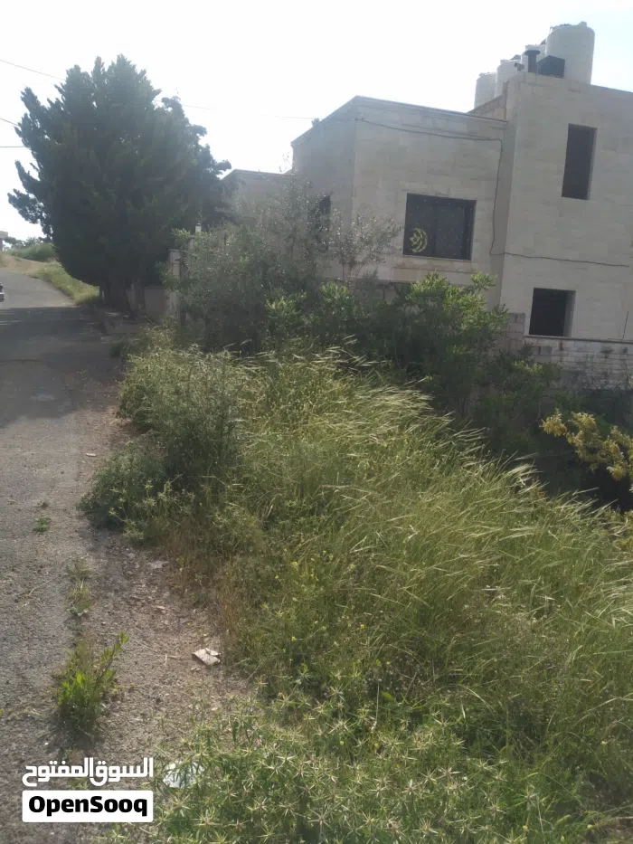 Amman Badr Jdedeh