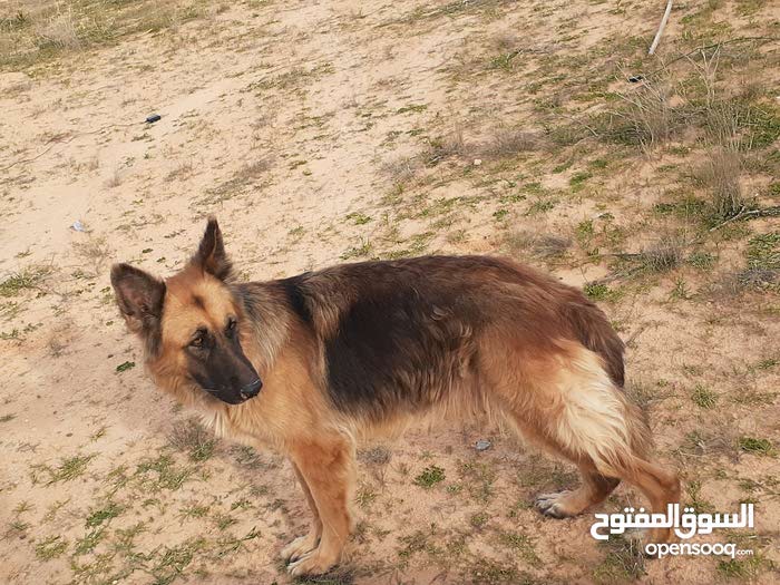 مطلوب كلب للتكسيب عين زاره زويته 116097733 السوق المفتوح