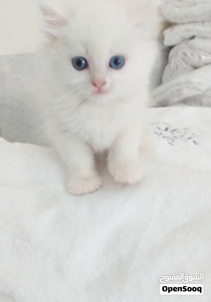 Persan Chat Pure Race شيرازي Opensooq