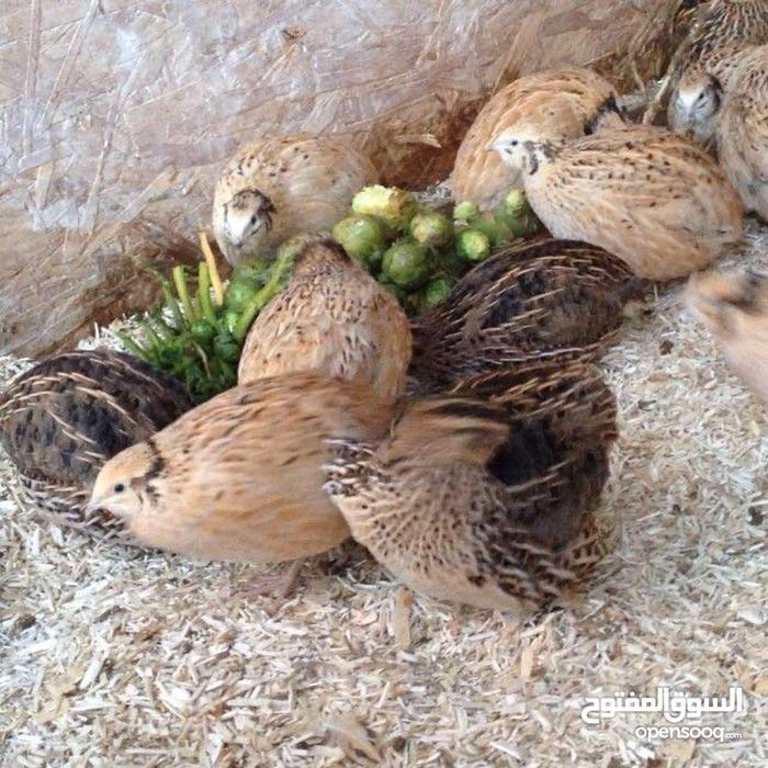 سمان بياض - (113003089) | السوق المفتوح
