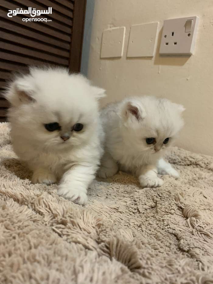 Chinchilla For Sale >> Pure Persian Siver Shaded Chinchilla For Sale Chinchilla For Sale >> Pure Persian Siver Shaded Chinchilla For Sale