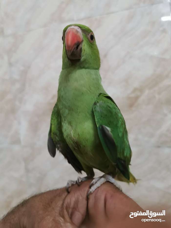 تبادل طيور العدد2 بطير دره ذكر عمر سنتين - (124774980 ...