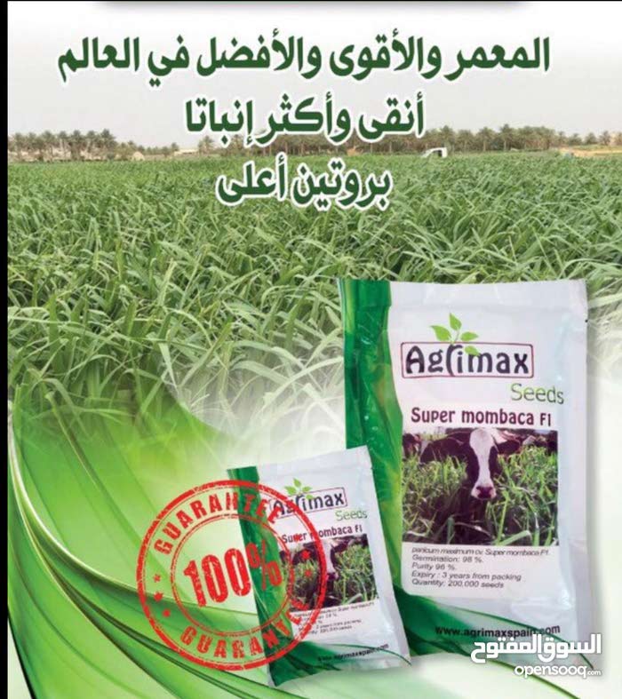 بونيكام الأسباني سوبر ممباسا - (115646347) | السوق المفتوح