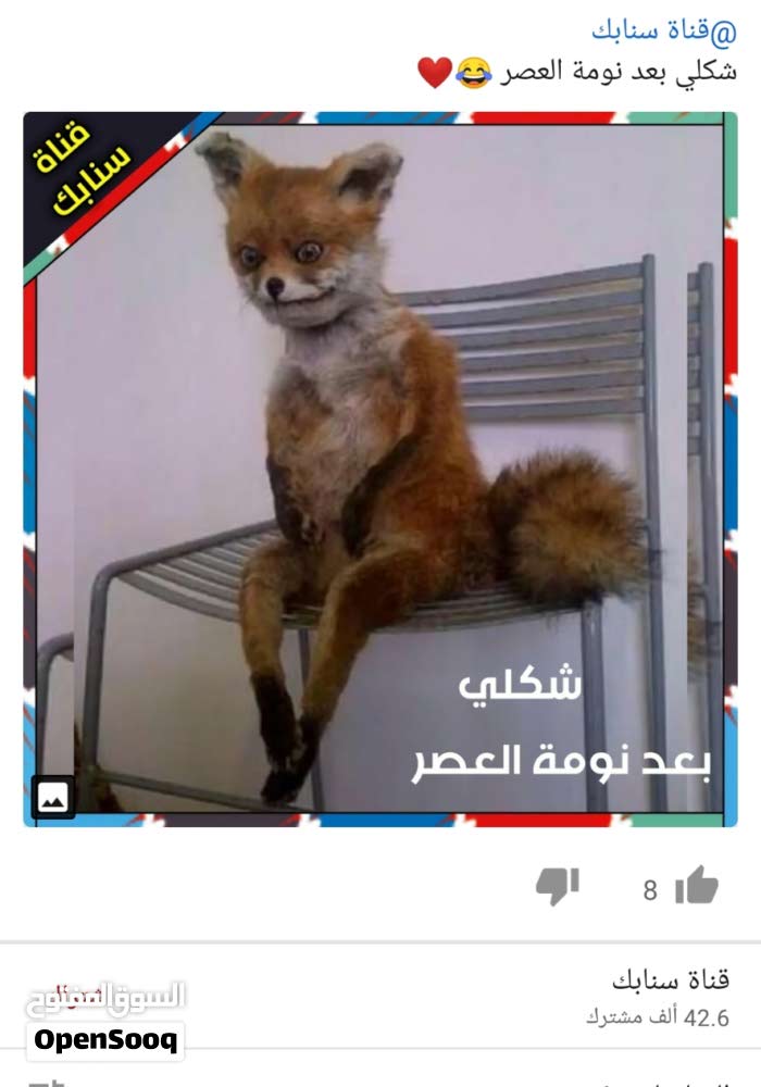 محتاج دجاج سمان بياض على وشك بيض البصره تنومه سعر مناسب