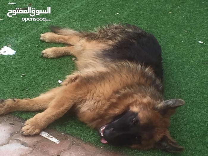 جيرمان شيبرد لونج هير كنج سايز German Shepherd Long Hair King